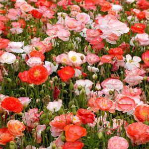 Katlı çiçekli gelincik tohumu papaver rhoeas falling in love