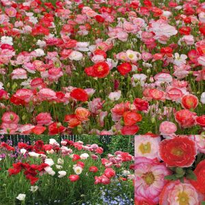 Katlı çiçekli gelincik tohumu papaver rhoeas falling in love