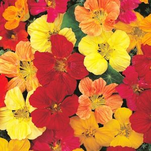 Bodur latin çiçeği tohumu karışımı tom thumb mix nasturtium majus