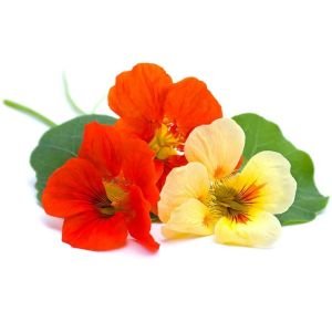 Bodur latin çiçeği tohumu karışımı tom thumb mix nasturtium majus