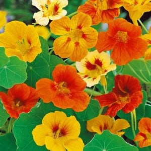 Bodur latin çiçeği tohumu karışımı tom thumb mix nasturtium majus