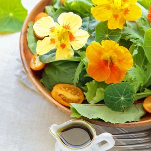 Bodur latin çiçeği tohumu karışımı tom thumb mix nasturtium majus