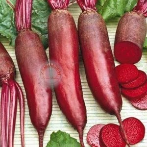 Kırmızı silindir pancar tohumu geleneksel beet cylindra beta vulgaris