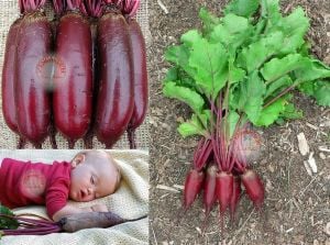 Kırmızı silindir pancar tohumu geleneksel beet cylindra beta vulgaris