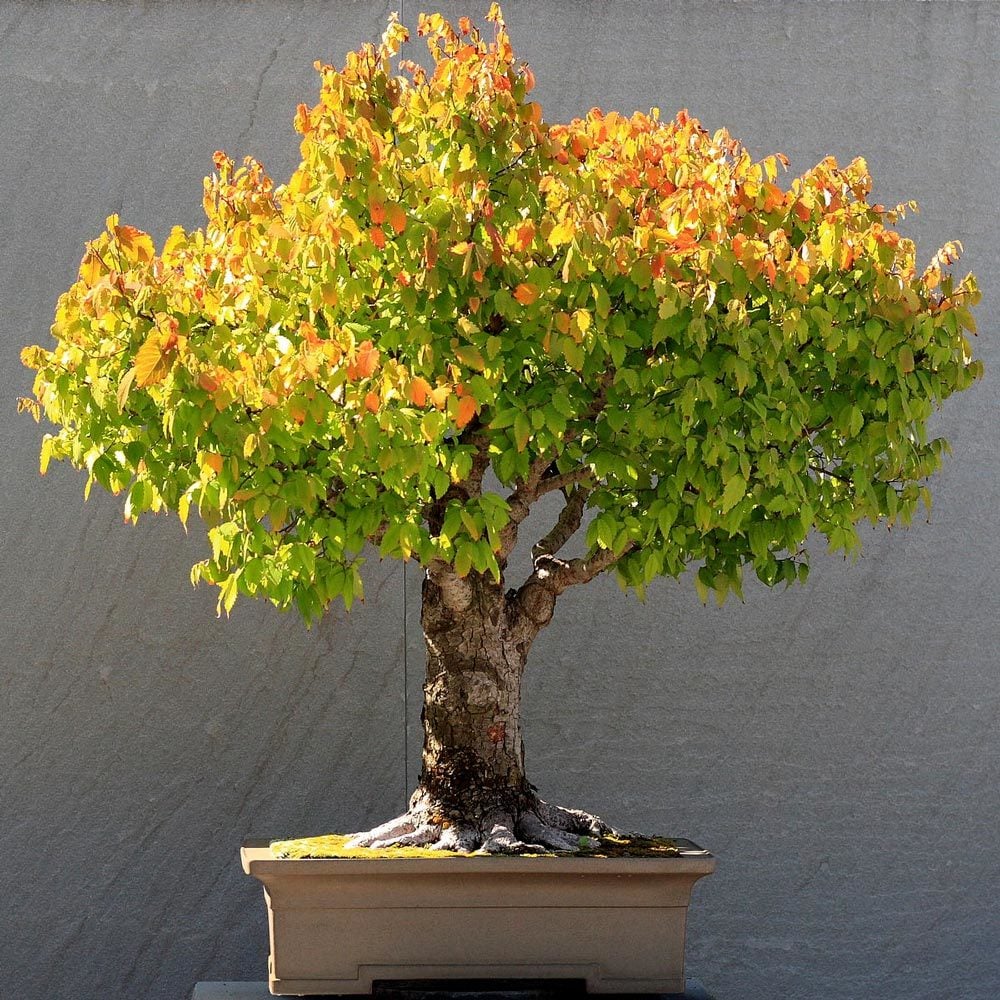 Japon karaağaç fidanı zelkova serrata