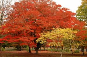 Japon karaağaç fidanı zelkova serrata