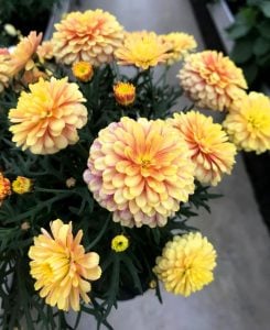 Katlı şeftali çeşme papatyası fidesi argyranthemum aramis double apricot