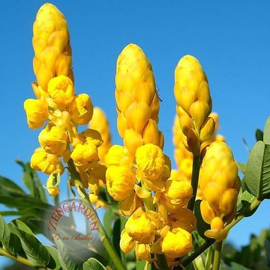 Cassia tohumu alata sarı çiçekli süs ağacı
