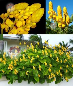 Cassia tohumu alata sarı çiçekli süs ağacı