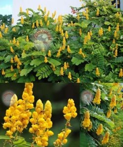 Cassia tohumu alata sarı çiçekli süs ağacı