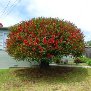 Mercan ağacı fidanı Erythrina crista-galli