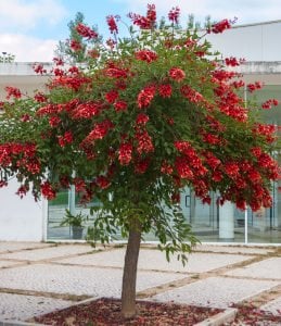 Mercan ağacı fidanı Erythrina crista-galli