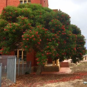 Mercan ağacı fidanı Erythrina crista-galli