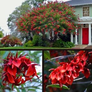 Mercan ağacı fidanı Erythrina crista-galli