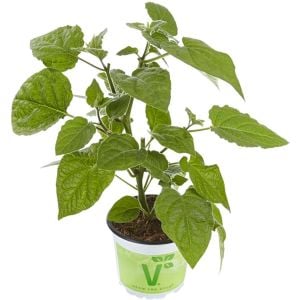 Altın çilek fidesi Goldvital physalis peruviana