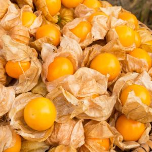 Altın çilek fidesi Goldvital physalis peruviana