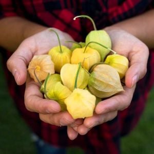 Altın çilek fidesi Goldvital physalis peruviana