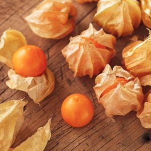 Altın çilek fidesi Goldvital physalis peruviana