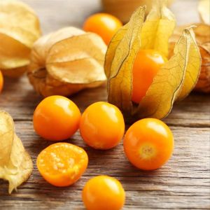 Altın çilek fidesi Goldvital physalis peruviana