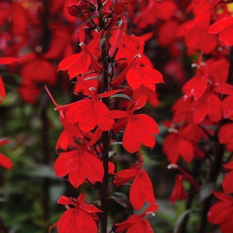 Kırmızı lobelya fan çiçeği saksıda lobelia speciosa