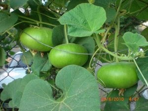 Korsika kase sukabağı tohumu corsican gourd seeds