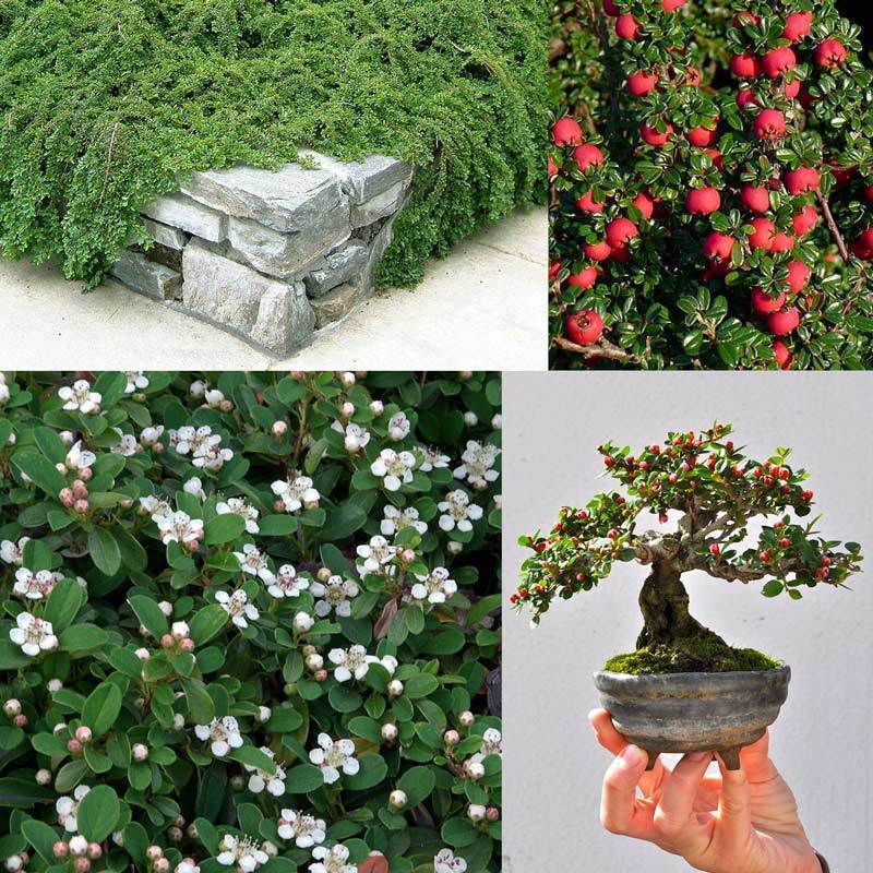 Kokulu yerörtücü kraliçe halısı cotoneaster dammeri queen of carpet yayılıcı dağ muşmulası