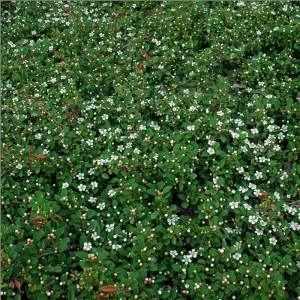 Kokulu yerörtücü kraliçe halısı cotoneaster dammeri queen of carpet yayılıcı dağ muşmulası