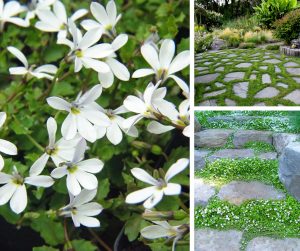 Yer örtücü lobelya fidesi pratia angulata white star creeper