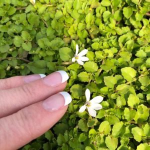 Yer örtücü lobelya fidesi pratia angulata white star creeper