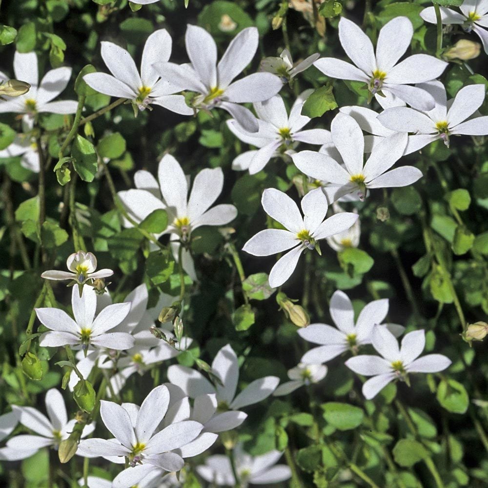 Yer örtücü lobelya fidesi pratia angulata white star creeper