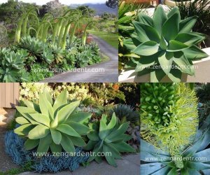 Agave attenuata tohumu