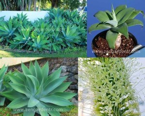 Agave attenuata tohumu