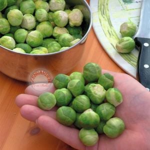 Erkenci brüksel lahanası tohumu brussel sprouts long island