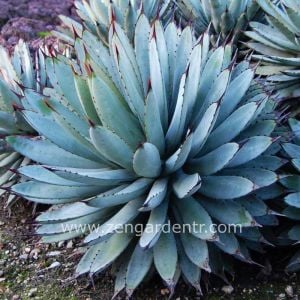 Agave macroacantha tohumu siyah dikenli