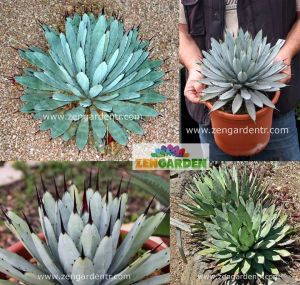 Agave macroacantha tohumu siyah dikenli