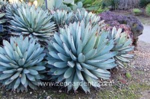 Agave macroacantha tohumu siyah dikenli