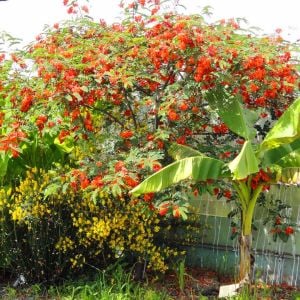 Sesbenya tohumu kırmızı salkım sesbania punicea scarlet wisteria