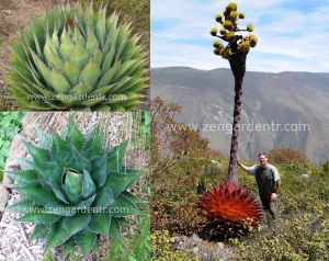 Agave montana tohumu kırmızı agave