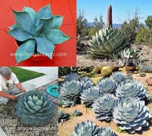 Agave parryi var. tohumu buz mavisi yapraklar