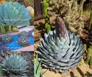 Agave parryi var. tohumu buz mavisi yapraklar