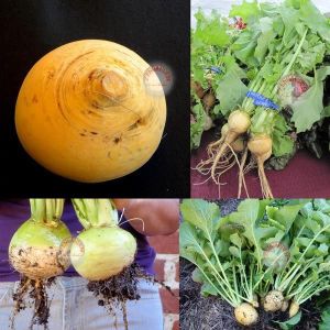 Sarı şalgam tohumu geleneksel golden globe turnip