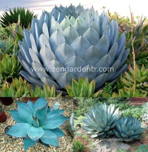 Agave parryi var. tohumu buz mavisi yapraklar