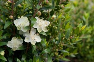 Cüce mersin fidanı çit bitkisi topiary myrtus compacta