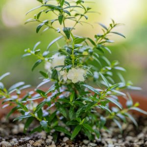 Cüce mersin fidanı çit bitkisi topiary myrtus compacta