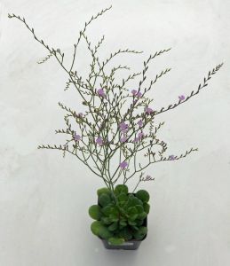 Limonium bellidifolium tohumu rozet yapan deniz lavantası