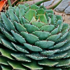 Agave potatorum tohumu gül rozetli