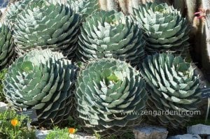 Agave potatorum tohumu gül rozetli