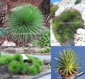 Agave stricta tohumu