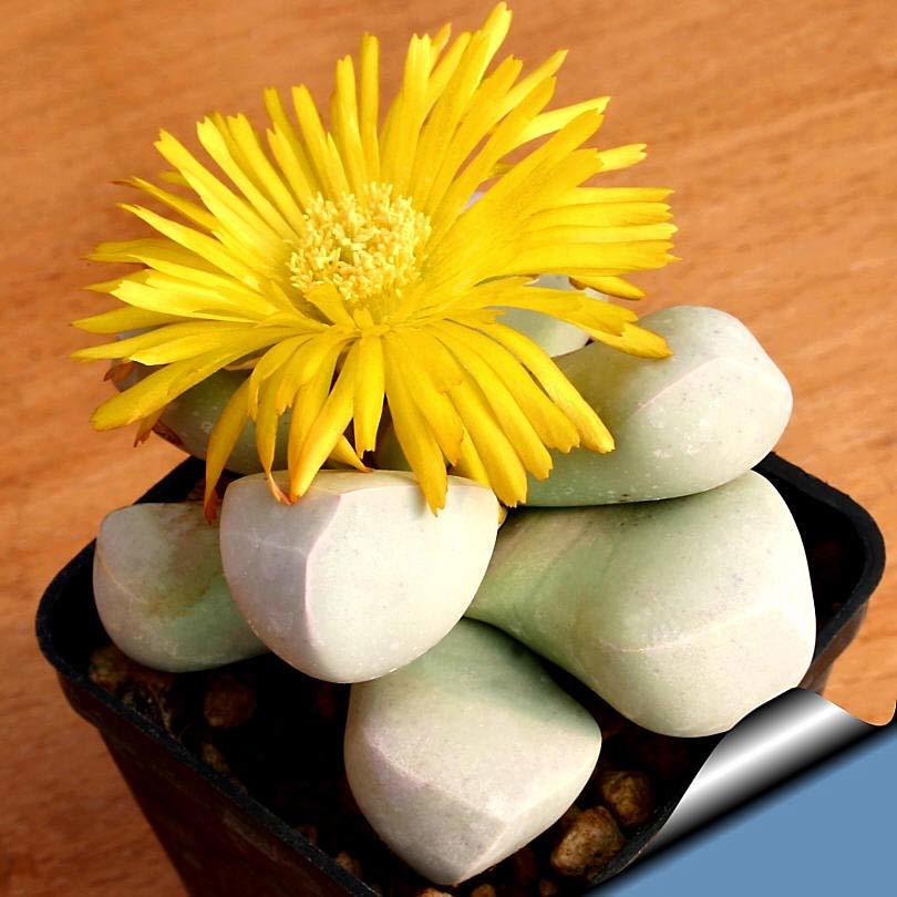 Lapidaria Margaretae sukulent bitki tohumu