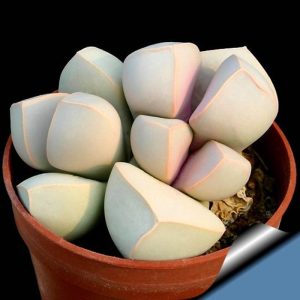 Lapidaria Margaretae sukulent bitki tohumu